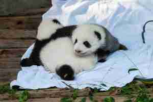 5 Reasons Why Pandas are Kept in Zoos? (Explained!)