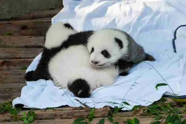 Cute Baby Pandas in a Zoo