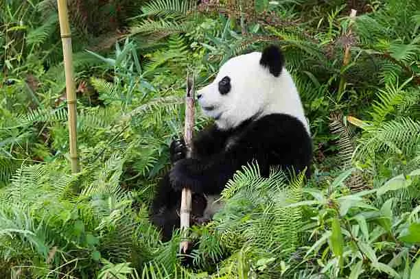 Giant Pandas Enjoying Nature's View Alone