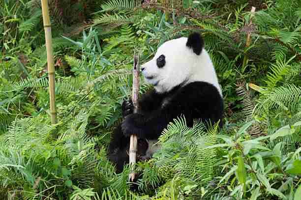 6 Reasons Why Pandas Are Bad at Surviving (Explained!)