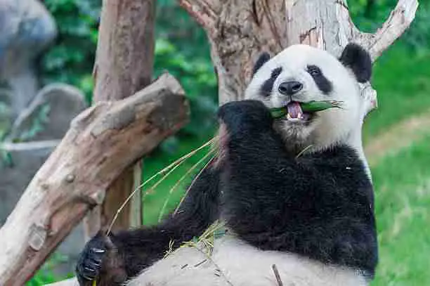Panda Eating Bamboo 