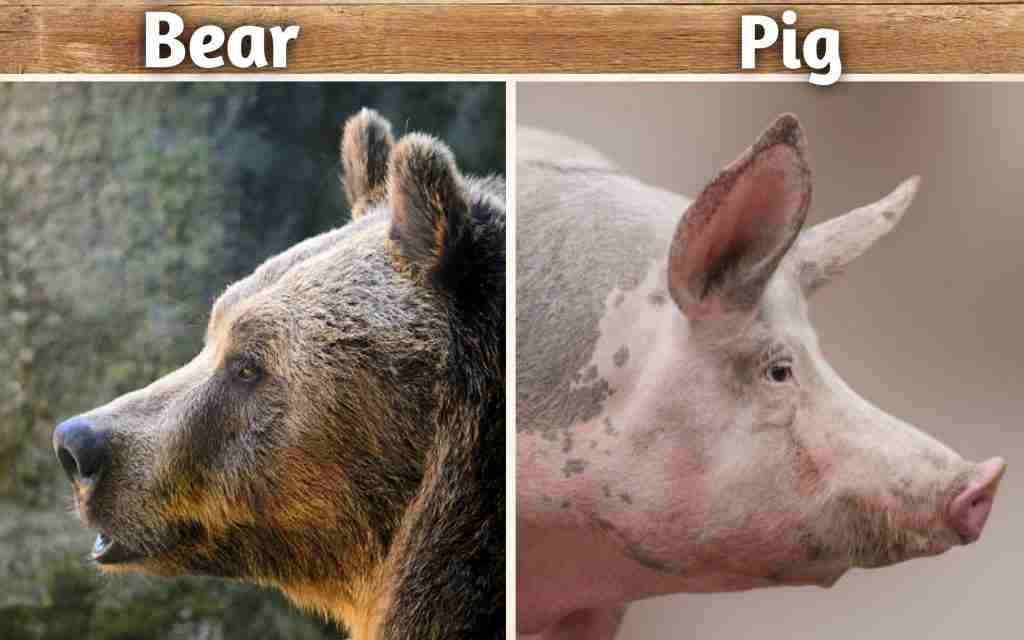 Bears & Pigs - Mammals with Long Snouts