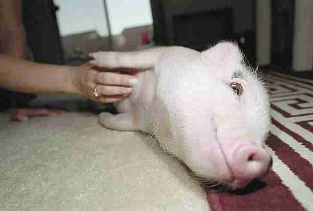 A Pet Pig Enjoying a Tickle 