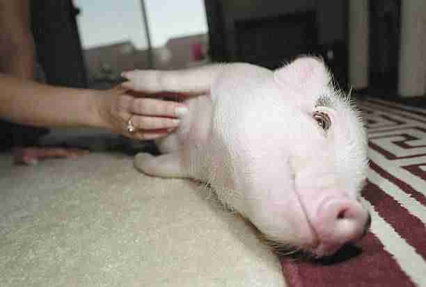 A Pet Pig Enjoying a Tickle 