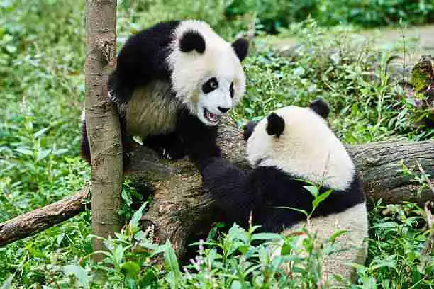 Giant pandas in captive breeding program