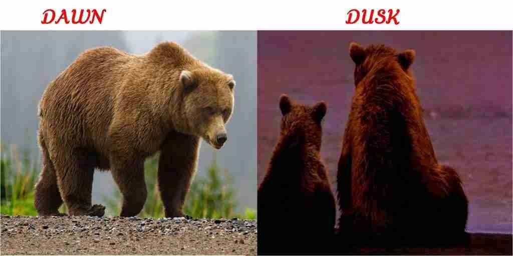 are bears nocturnal or diurnal