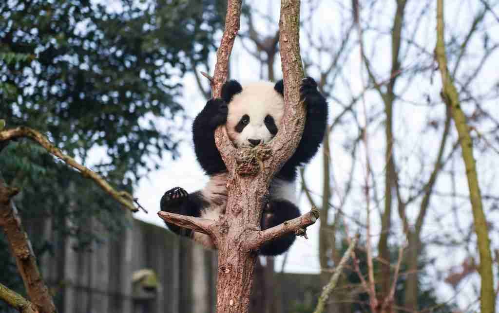 Young Panda Climbing a Tree 