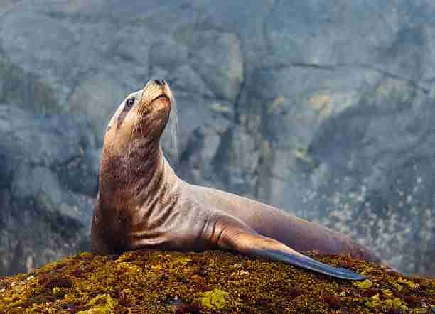 A Sea Lion - Close Relative to Bears