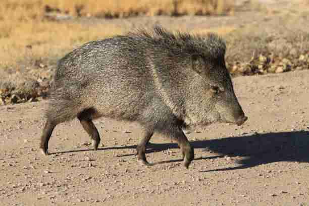 Percary - The Closest Relatives of Pigs (Suidae)