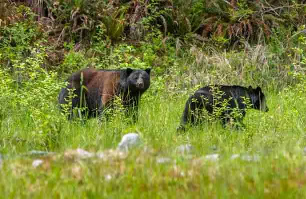 Black Bear Gradually Turning Brown in the Woods