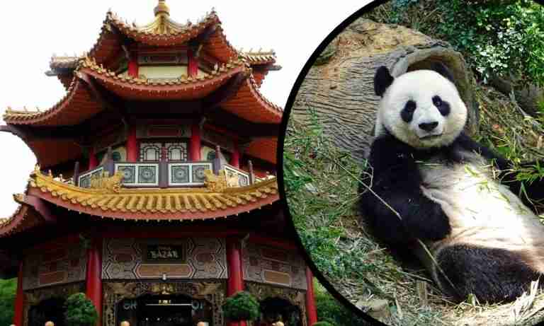 6 Reasons Why Pandas Are Important to Chinese Culture