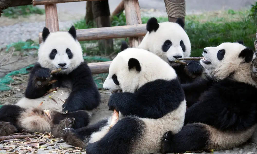 6 Reasons Why Pandas Are Bad at Surviving (Explained!)