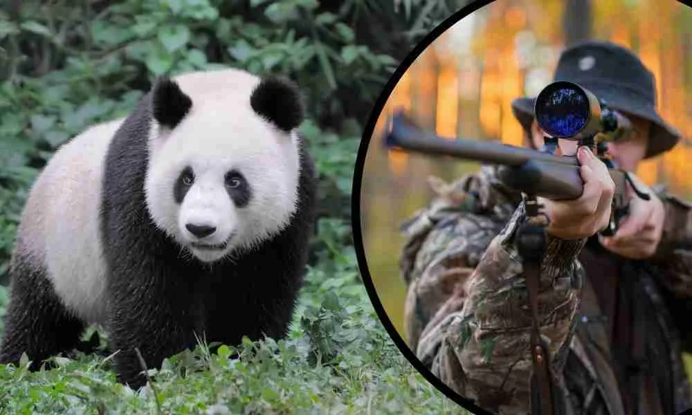 4 Reasons Why Pandas Get Hunted