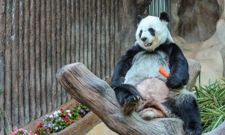 5 Reasons Why Pandas are Kept in Zoos? (Explained!)