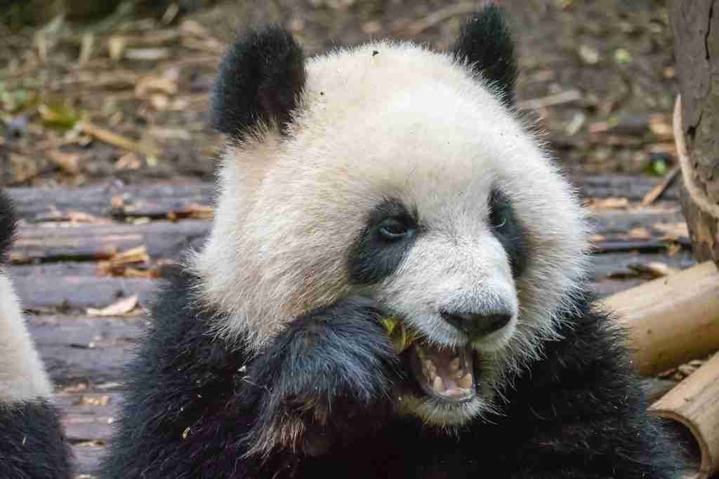 A Giant Panda Eating Bamboo In The Wild