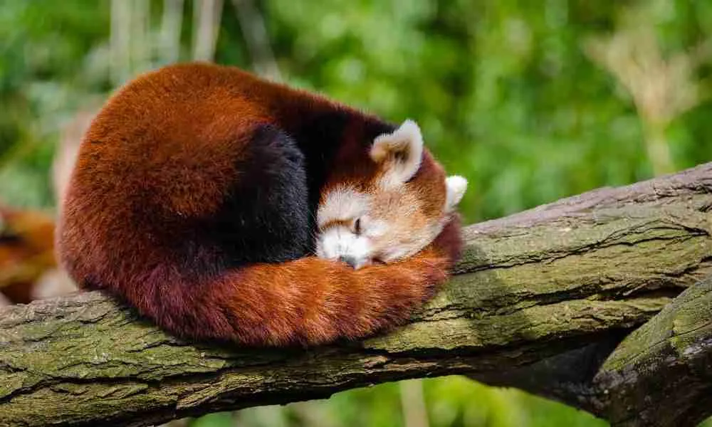 Cute red panda sleeping