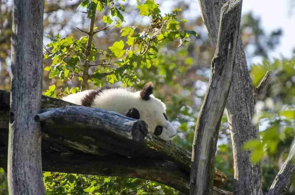 A picture of a giant panda taking nap on a tree branch