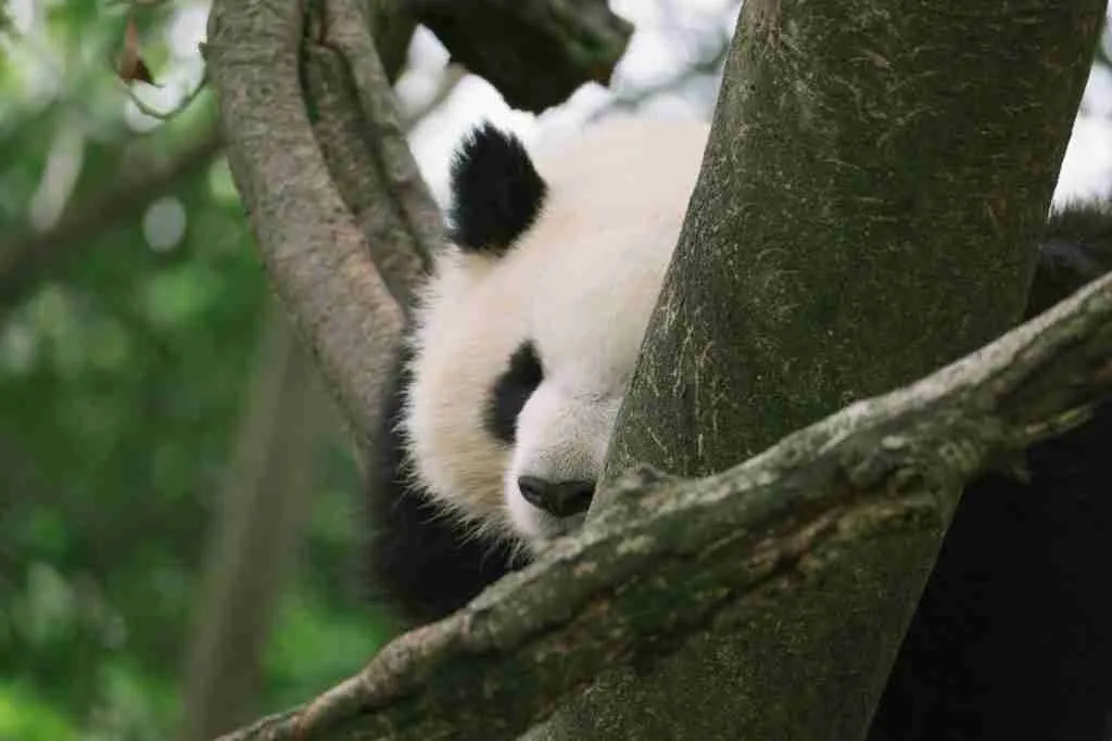 A picture of a panda with beautiful eyes