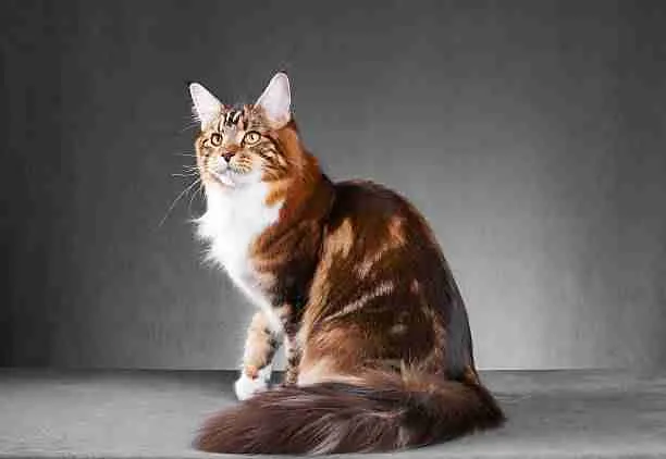 Main Coon - A Cat Breed That Looks Like a Red Panda