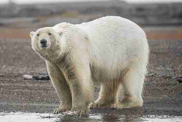 A Polar Bear in the Wild