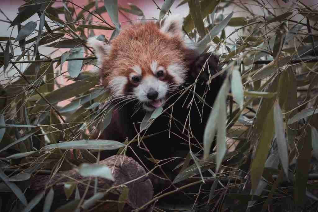 Do red pandas live alone