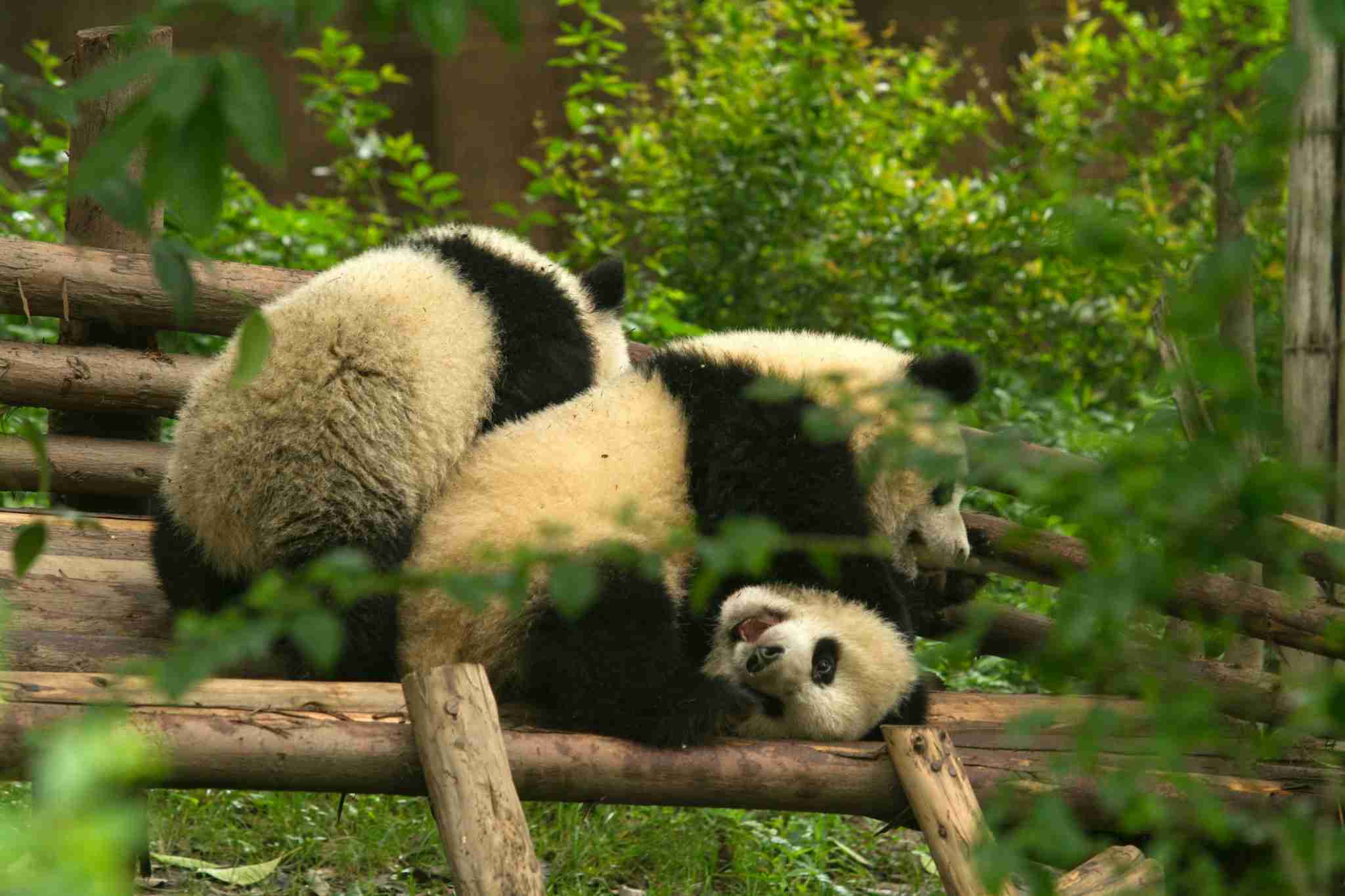 11 Reasons Why Pandas Are Useless