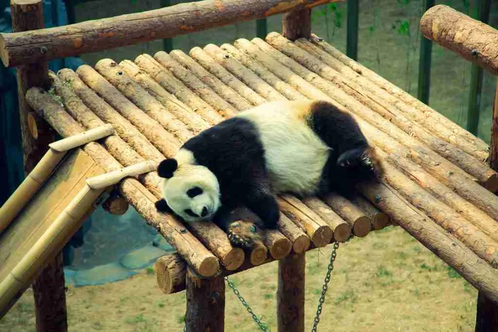A picture of a panda sleeping