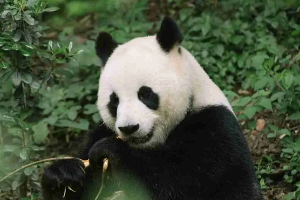 A picture of a giant panda eating bamboo
