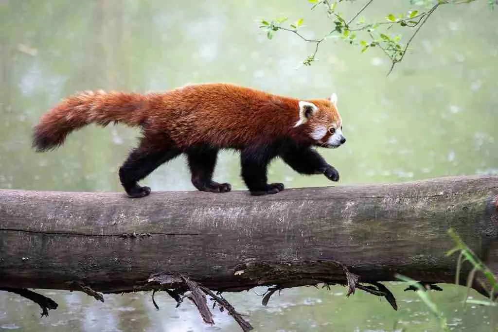 A Solitary Red Panda Walking Alone On The Tree
