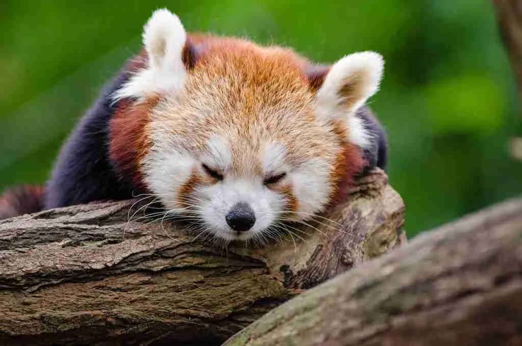 A Red Panda Sleeping