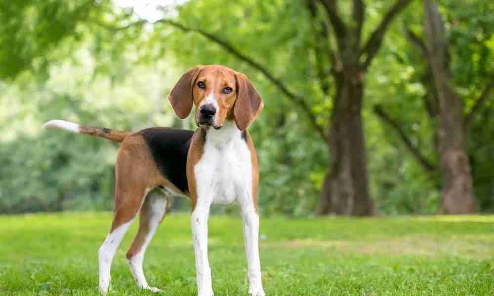 American Foxhound