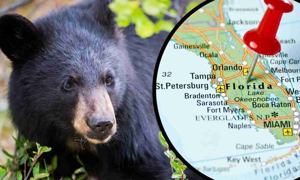 Are Black Bears Common in Florida? (A Detailed Guide)