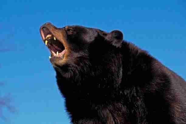 A Growling Black Bear