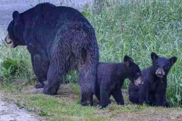 Mother Black Bear With Her Cubs