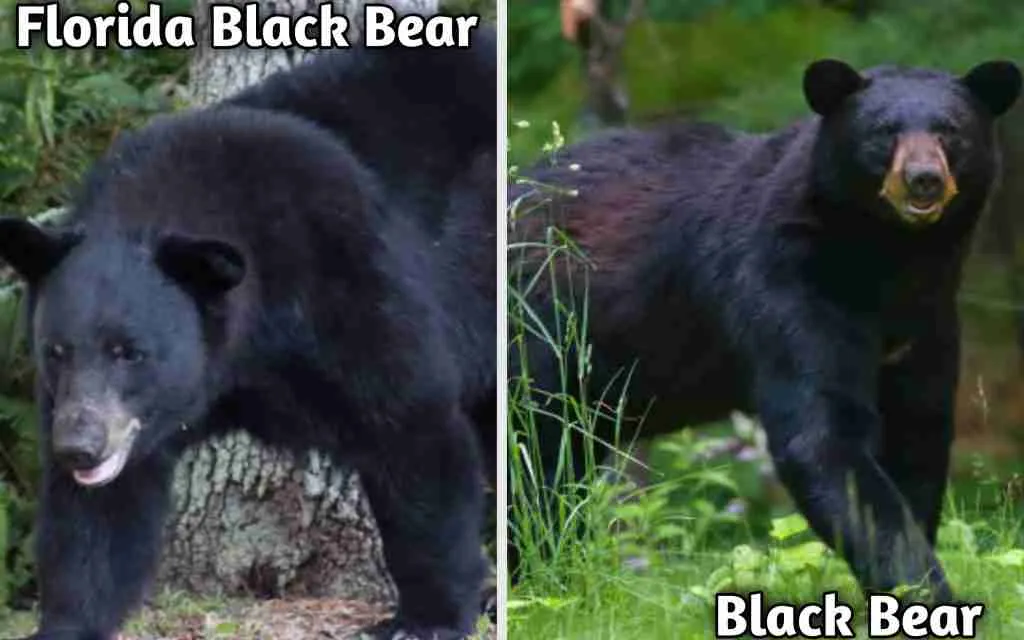 Florida Black Bear (Ursus Americanus Floridanus) - A Subspecies of American Black Bear