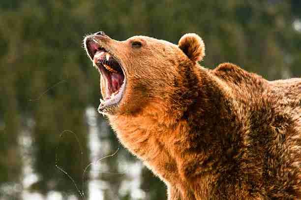 A Growling Grizzly Bear