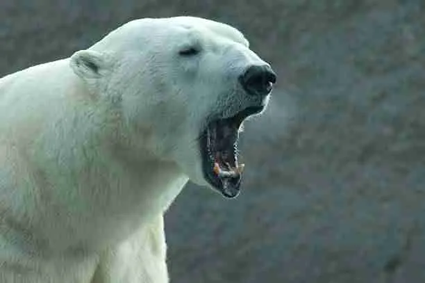 A Polar Bear Roaring 