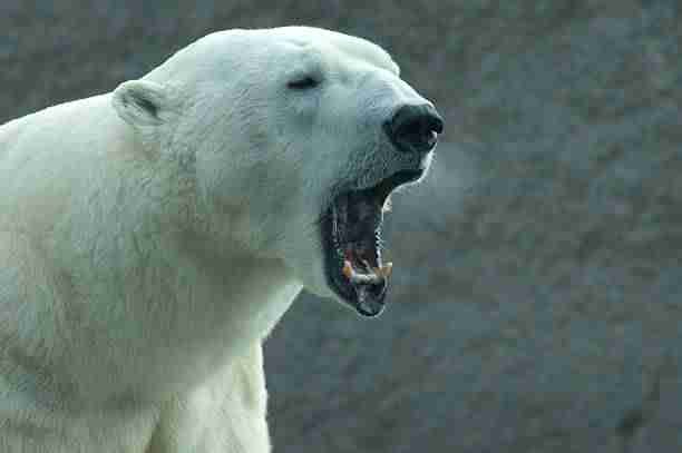 A Polar Bear Roaring