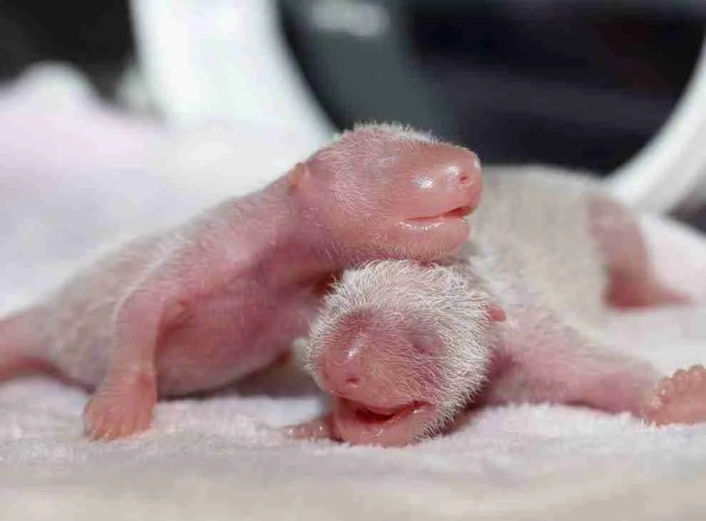 A picture of a newly born twin pandas.
