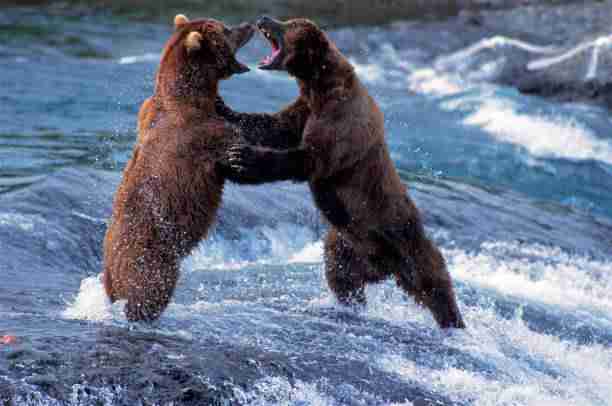 Two brown bears fighting each other in the riverside.