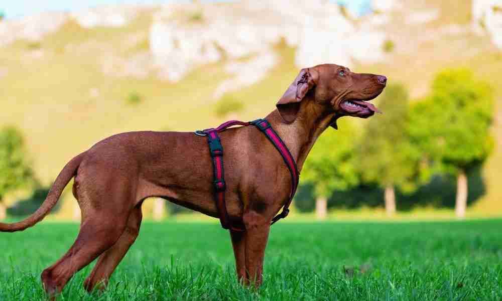 Bloodhound waiting for trainer to attack a bear