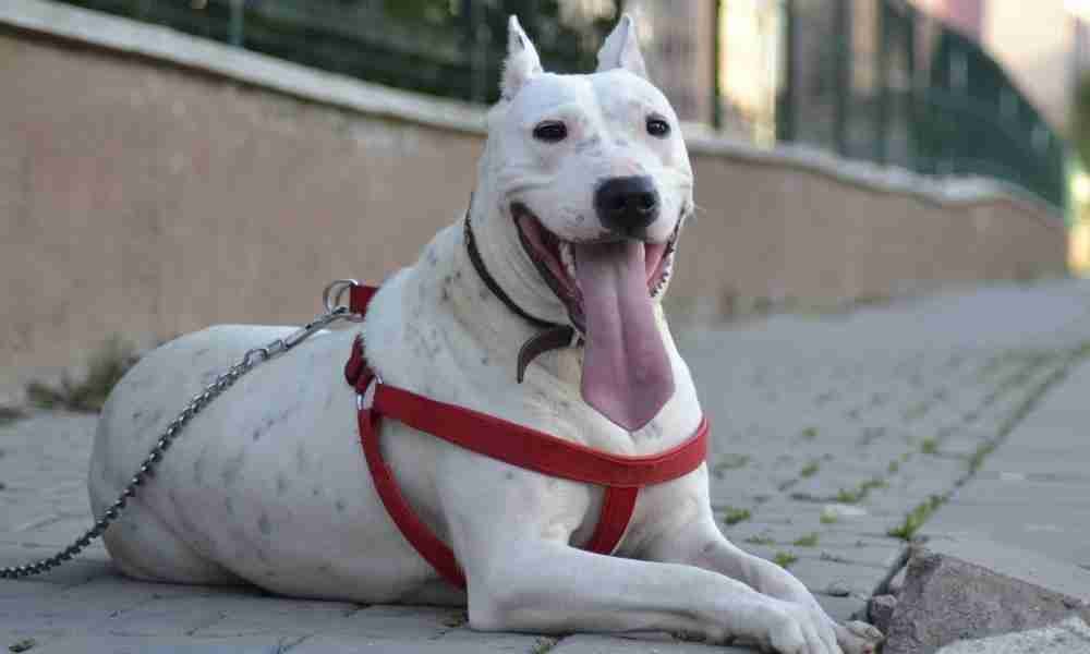 Dogo Argentino