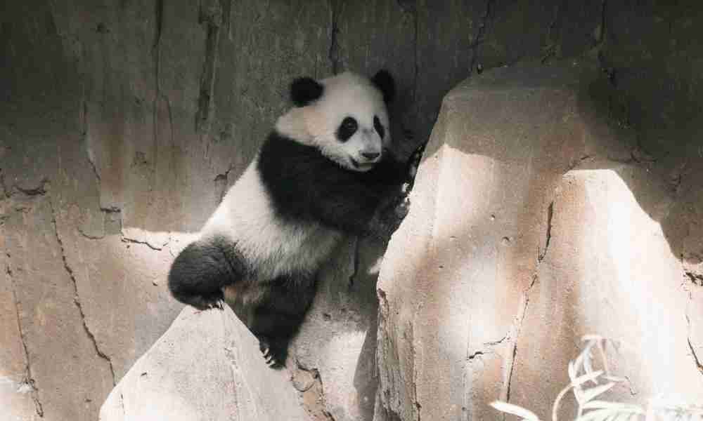 Do Giant Pandas Get Poached? (3 Reasons Why - Explained!)