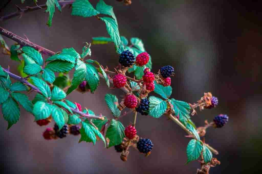 Berries