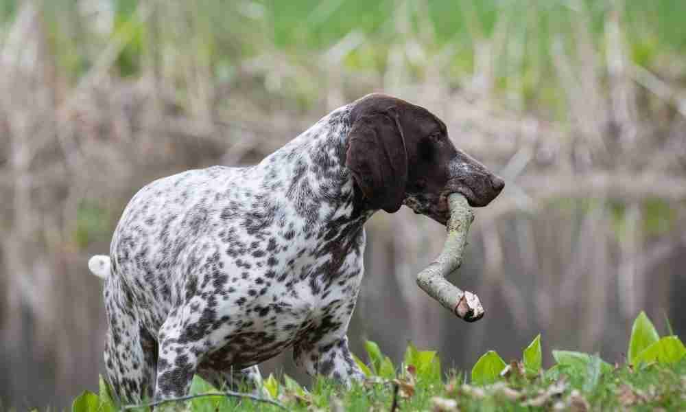 German Shorthaired Pointer 