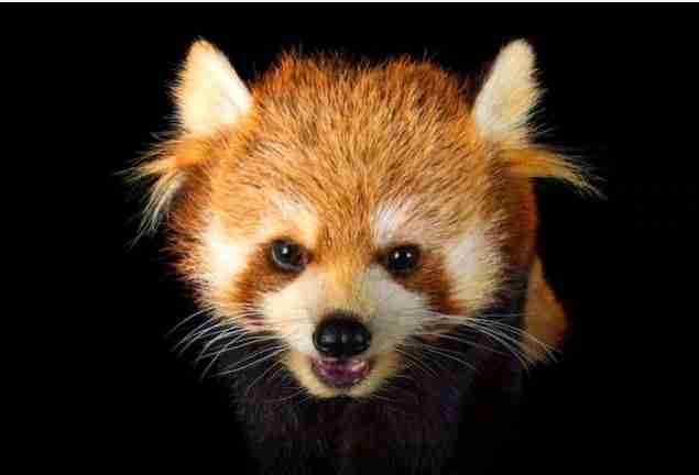 A red panda hunting at night.