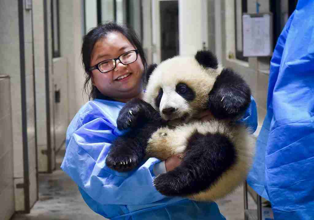 Picture of a panda nanny holding  a panda cub.
