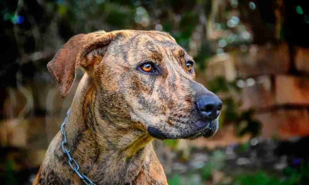 Plott Hound  