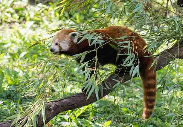 Cute Red Panda in Its Habitat 