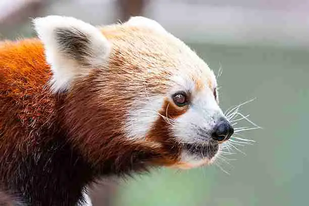 A Cute Red Panda - A Very Important Asian Species